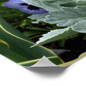 Poster Le parfait sansy (Coin)