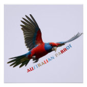 Poster Le perroquet australien coloré (Devant)