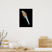 Poster Le perroquet de Bourke - Neophema bourkii (Cuisine)