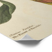 Poster "Le perroquet du Paradis" (Coin)