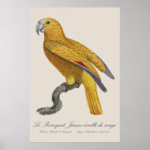 Poster Le Perroquet Jaune ecaille de rouge (Devant)