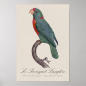 Poster Le Perroquet Langlois de Jacques Barraband (Devant)