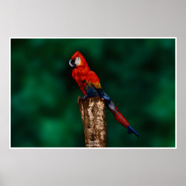 Poster Le perroquet par Johannes Stötter