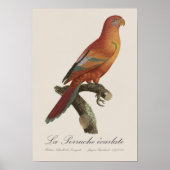 Poster Le Perruche écarlate (Devant)