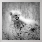 Poster Le petit de Cheetah (Devant)