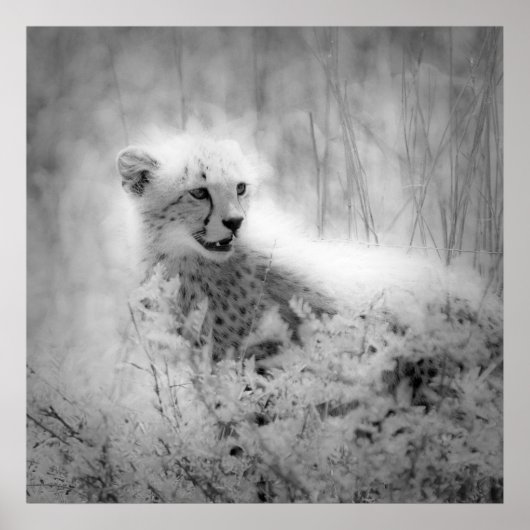 Poster Le petit de Cheetah (Devant)