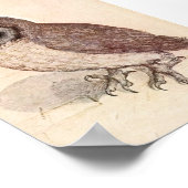 Poster Le Petit hibou | Albrecht Dürer (Coin)