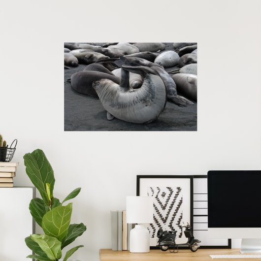 Poster Le phoque de sirène (affiche) (Bureau à domicile)