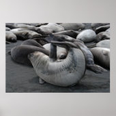 Poster Le phoque de sirène (affiche) (Devant)