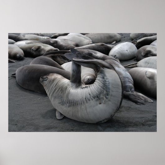 Poster Le phoque de sirène (affiche) (Devant)