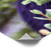 Poster Le pied d'ours noir (Coin)