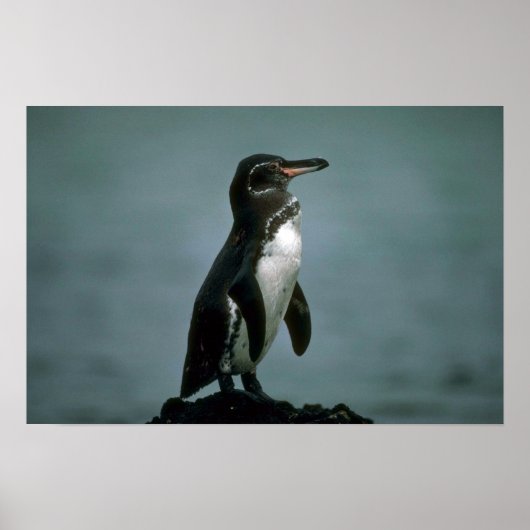 Poster Le Pingouin Des Galapagos Sur La Roche De Lava (Devant)