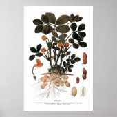 Poster Le Plante des cacahuètes (Devant)