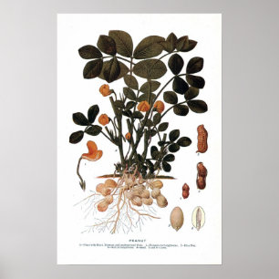 Poster Le Plante des cacahuètes