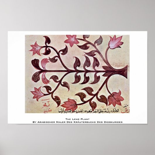 Poster Le Plante des lentilles (Devant)