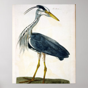 Poster Le plat de héron (Ardea cinerea) 'des Anglais