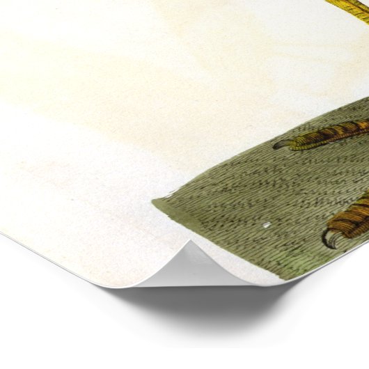 Poster Le plat Heron (Ardea cinerea) de "The British (Coin)