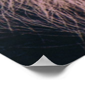 POSTER LE PLUS ANCIEN CHIMPANZÉ (Coin)