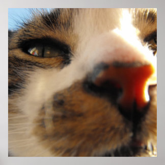 Poster le plus chaton du monde