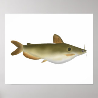 Poster Le poisson-chat de Günther