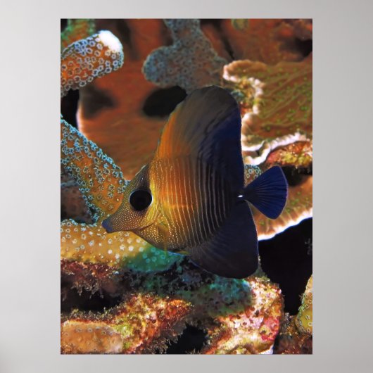 Poster Le poisson dans le corail (Devant)