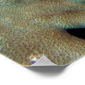 Poster Le poisson scorpion dans le corail (Coin)