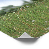 Poster Le poulain à épines debout dans l'herbe (Coin)