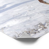 Poster Le poulain arabe dans la neige (Coin)