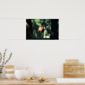 Poster Le poulain arabe dans les arbres (Cuisine)