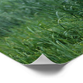 Poster Le poulain arabe debout (Coin)