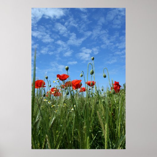 Poster Le pré (Devant)
