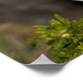 Poster Le Puffin Atlantique (Coin)