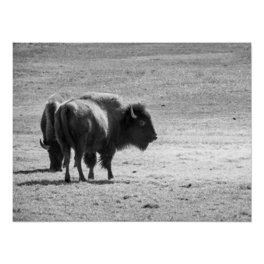 Poster Le puissant buffle (Devant)