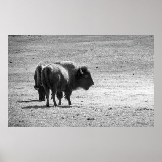 Poster Le puissant buffle (Devant)