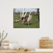 POSTER LE QUOTIDIEN LAMA (Cuisine)