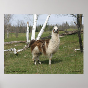 POSTER LE QUOTIDIEN LAMA