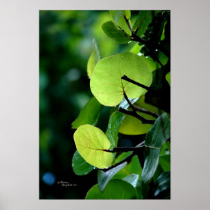 Poster Le raisin de mer laisse l'affiche de Bush d'arbre