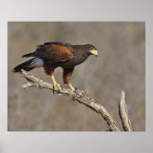 Poster Le raptor perché de Harris Hawk (Devant)