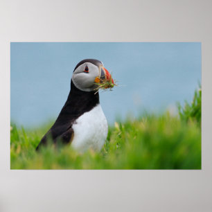 Poster Le Rassembleur Puffin