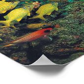 Poster Le récif de Floride dans les Keys de Floride (Coin)