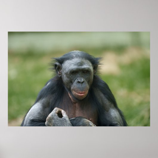 Poster Le regard de Bonobo (Devant)