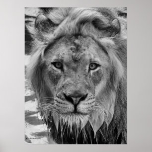 Poster Le regard du lion