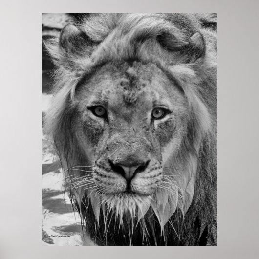 Poster Le regard du lion (Devant)