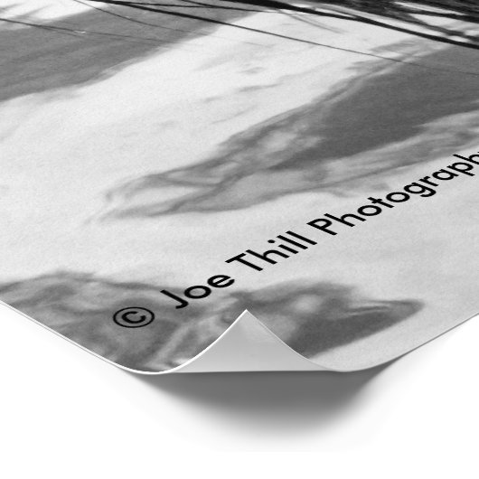 Poster Le regard du lion (Coin)