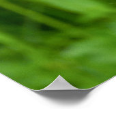 Poster Le regard réfléchi d'Orangoutan (Coin)