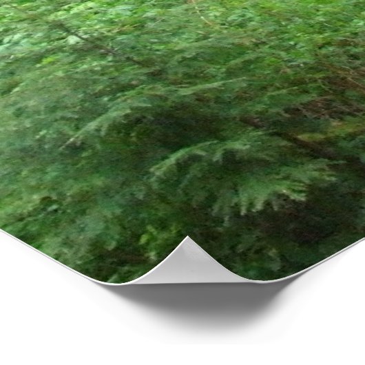 Poster Le relief dans les arbres (Coin)