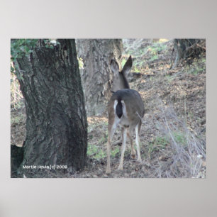 Poster Le retour des cerfs