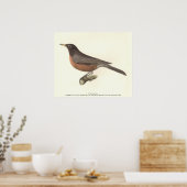 Poster Le Robin américain (Turdus migratorius) NY Birds (Cuisine)