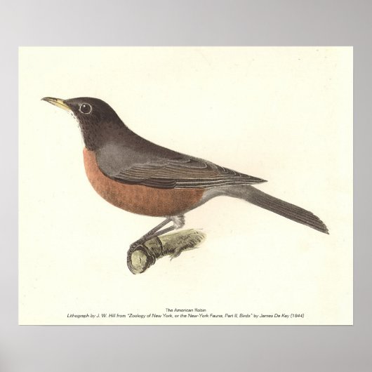 Poster Le Robin américain (Turdus migratorius) NY Birds (Devant)