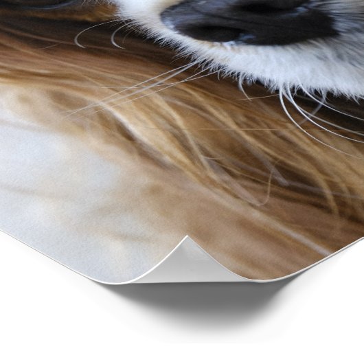 Poster Le roi Charles Spaniel (Coin)